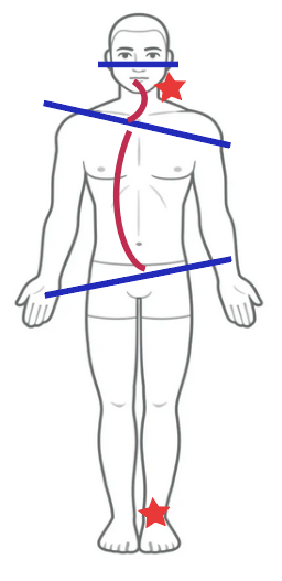 Schéma des chaînes musculaires reliant les articulations du corps