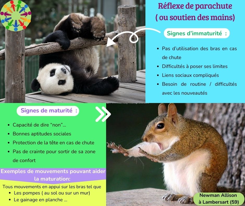 Infographie du réflexe de parachute (soutien des mains) : signes d'immaturité, signes de maturité et exercices